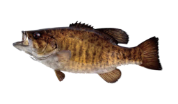 Smallmouth Bass, Musky on the fly, Top-water Bass, Upper Peninsula, MI, Crystal Falls, Hemlock River, Jeff Joseph, river fishing