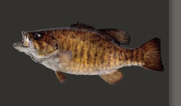 Smallmouth Bass, Musky on the fly, Top-water Bass, Upper Peninsula, MI, Crystal Falls, Hemlock River, Jeff Joseph, river fishing