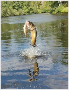 Once-in-a-lifetime photo of a musky eating a bass that one of Hemlock River Guide Service's fisherman had hooked.