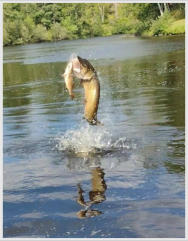 Once-in-a-lifetime photo of a musky eating a bass that one of Hemlock River Guide Service's fisherman had hooked.