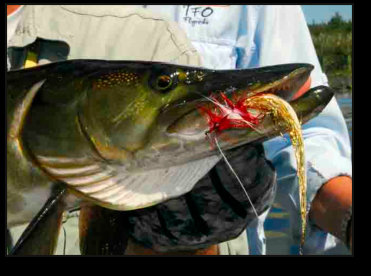 Musky Fishing in Upper Michigan