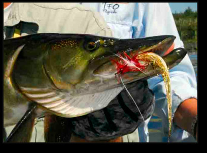 Musky Fishing in Upper Peninsula of Michigan