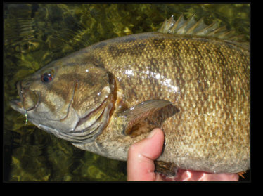 Smallmouth Bass Fishing